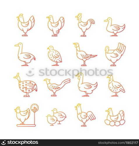Farm birds for poultry gradient linear vector icons set. Domestic birds. Ducks and geese husbandry. Commercial fowl farming. Thin line contour symbols bundle. Isolated outline illustrations collection. Farm birds for poultry gradient linear vector icons set