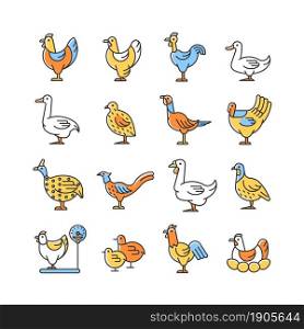 Farm birds for poultry RGB color icons set. Domestic birds. Ducks and geese husbandry. Commercial fowl farming for meat and eggs. Isolated vector illustrations. Simple filled line drawings collection. Farm birds for poultry RGB color icons set