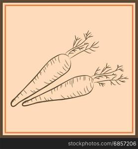Farm carrot vegetable isolated sketch. Fresh carrot orange root with leaves. Carrot plant icon for vegetarian food, organic farming themes design
