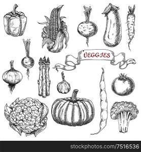 Farm corn cob and onion, pepper and eggplant, pumpkin and tomato, broccoli and garlic, asparagus and beans, beet and radish, cauliflower and daikon vegetables sketches with ribbon banner. Farm vegetables sketches for food design
