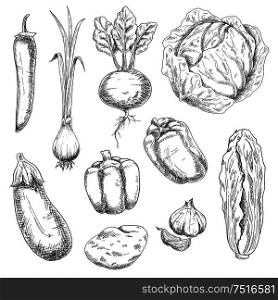 Farm fresh crunchy cabbages, bell peppers and beet, potato, pungent garlic and green onion, eggplant, hot cayenne pepper vegetables sketch drawing icons. Nice as agriculture and vegetarian food design. Farm vegetables sketches for recipe book
