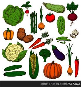 Farm fresh green cabbages and broccoli, peas and zucchini, sweet orange bell pepper and carrots, pumpkin and corn, spicy garlic, onions and cayenne pepper, crunchy cucumbers and cauliflower, asparagus and radish, ripe potatoes and tomato, eggplant and beet vegetables sketches. Retro colored sketched vegetables for food design