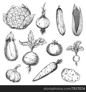 Farm fresh sweet corn, carrot and beetroot, ripe tomato and cauliflower, spicy onion, garlic and radish, tasty potato and eggplant, succulent cucumber vegetables sketches. Engraving stylized veggies for recipe book, vegetarian menu, agriculture harvest design. Fresh and ripe farm vegetables sketch icons