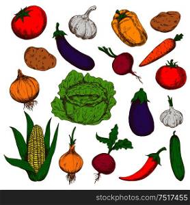 Farm grown fresh green cabbage and cucumber, ripe potatoes, beetroots and eggplants, red tomatoes and cayenne pepper, sweet corn, carrot and bell pepper, pungent garlics and onions vegetables. Healthy food and agriculture design usage. Farm fresh vegetables sketches for farming design