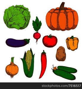 Farm onion and potato, cucumbers and pumpkin, tomato, chilli and bell peppers, eggplant and sweet corn, cabbage and radish vegetables. Retro sketches for harvest, recipe book, vegetarian menu design. Farm vegetables color retro sketches