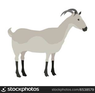 Farm Pet Goat. Farm pet goat illustration. One farm horned animal on a white background. Goat icon. Vector farm animal, side view. Colorful illustration of gray goat in flat design.