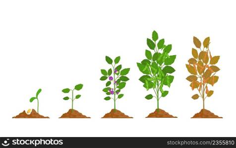 Farm soy plant with bean pod growth stages. Soybean seed, sprout, flower and ripening phase. Agriculture legume soya grow process vector set. Plant botanical life cycle, agriculture. Farm soy plant with bean pod growth stages. Soybean seed, sprout, flower and ripening phase. Agriculture legume soya grow process vector set