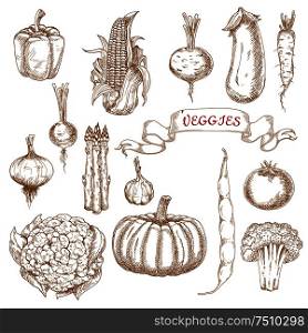 Farm tomato, pumpkin, corn cob, onion, broccoli, cauliflower, bell pepper, asparagus, eggplant, radish, common bean, daikon, garlic and beet vegetables sketches. Isolated on white for vegetarian food or agriculture design usage. Farm egetables sketches from autumn harvest