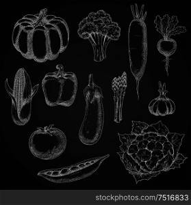 Farm tomato, zesty radish and daikon, garlic and corn, pea and eggplant, crunchy broccoli and cauliflower, bell pepper and sunny pumpkin, bundle of asparagus vegetables. Chalk sketches on blackboard. Chalk sketches of fresh vegetables