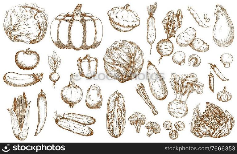 Farm vegetable, greenery and veggies sketches set. Cabbage, tomato and eggplant, corn, cucumber and onion, pumpkin, cauliflower and beetroot, asparagus, broccoli and brussels sprout, mushrooms vector. Farm vegetable, greenery and veggies sketches set
