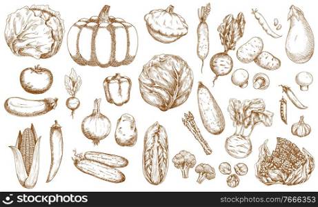 Farm vegetable, greenery and veggies sketches set. Cabbage, tomato and eggplant, corn, cucumber and onion, pumpkin, cauliflower and beetroot, asparagus, broccoli and brussels sprout, mushrooms vector. Farm vegetable, greenery and veggies sketches set
