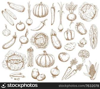 Farm vegetables, greenery and veggies vector sketch. Broccoli, carrot and cabbage with cucumbers, chilli, sweet bell peppers, beetroot and potato. Asparagus, pumpkin and squash with corn farm veggies. Farm vegetables,greenery and veggies vector sketch