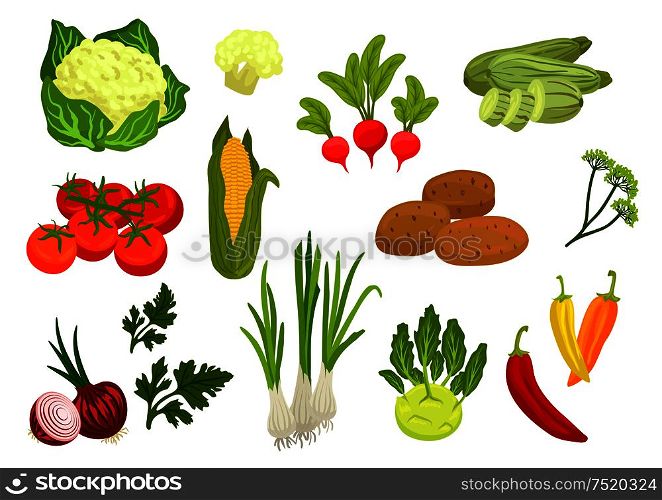 Farm vegetables isolated vector icons. Vegetarian farm vegetable products. Cauliflower, tomato and onion, corn and parsley, leek and radish, potato, kohlrabi, zucchini, dill, chili pepper elements for grocery store. Farm vegetables isolated flat icons