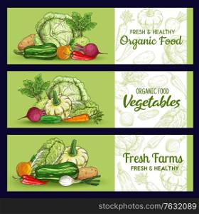 Farm vegetables sketch banners, vector veggies squash and potato, beetroot, onion with chili pepper and kohlrabi. Onion, carrot and chinese cabbage fresh vegetable organic vegan food, market store. Farm vegetables sketch banners, vector veggies
