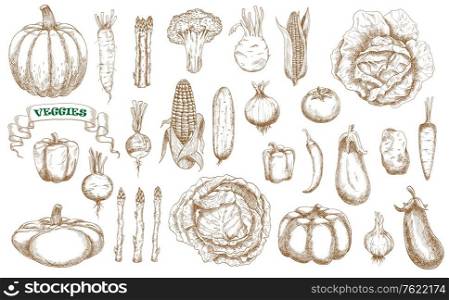 Farm vegetables sketch set. Vector broccoli, carrot, cabbage and cucumber, chilli and sweet bell peppers, kohlrabi and potato. Asparagus, beet and radish, corn, celery or pattypan squash farm veggies. Farm vegetables sketch set. Vector veggies