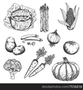 Farm vegetables stylized sketches for old fashioned recipe book or agriculture harvest design with tomato and onion, cabbage and carrot, pea and corn cob, broccoli and potato, pumpkin and asparagus. Ripe farm vegetables engraving sketches
