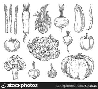 Farm vegetables vector sketches. Cauliflower, tomato and broccoli, bell pepper and beet, radish and bean, corn and garlic, asparagus, zucchini and pumpkin, carrot and eggplant isolated vegetables. Farm vegetables sketches, vector set
