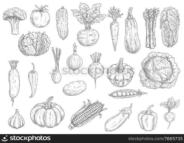 Farm vegetables vector sketches. Cauliflower, tomato and broccoli, bell pepper and beet, radish and bean, corn and garlic, asparagus, zucchini and pumpkin, carrot and cabbage isolated vegetables icons. Farm vegetables vector sketches isolated icons