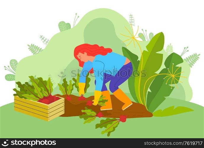 Farm worker vector, woman working on plantation. Picking vegetables, lady with beetroots, farmer surrounded by greenery of rural nature veggies harvesting. Farming Woman with Beetroots Farmer on Farm Vector