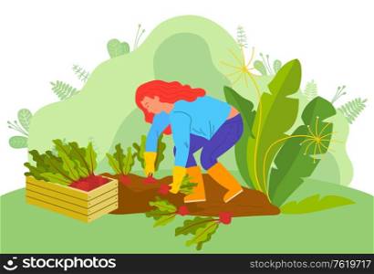 Farm worker vector, woman working on plantation. Picking vegetables, lady with beetroots, farmer surrounded by greenery of rural nature veggies harvesting. Farming Woman with Beetroots Farmer on Farm Vector