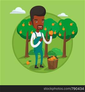 Farmer holding an orange on the background of orange trees. Farmer collecting oranges. Gardener standing near basket with oranges. Vector flat design illustration in the circle isolated on background.. Farmer collecting oranges vector illustration.