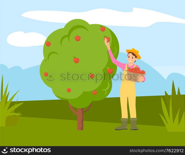 Farmer man gathering apples from tree into basket, cartoon person. Vector guy in straw hat works on farm, green grass and healthy organic fruits. Farmer Man Gathering Apples from Tree into Basket