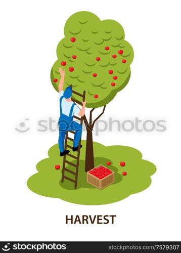 Farmer on ladder hand picking red apples harvesting fruit tree in orchard isometric isolated composition vector illustration