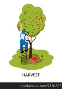 Farmer on ladder hand picking red apples harvesting fruit tree in orchard isometric isolated composition vector illustration