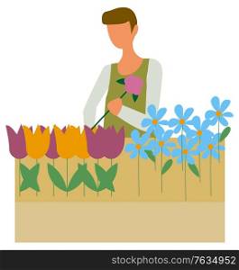 Farmer or florist picking flowers in flowerpot isolated character. Colorful daisy and tulip blossoms, blue forget-me-nots and plants seller. Vector illustration in flat cartoon style. Farmer Florist Picking Flowers Flowerpot Isolated