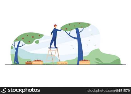 Farmer standing on ladder and collecting apples. Fruit, season, tree flat vector illustration. Agriculture and gardening concept for banner, website design or landing web page