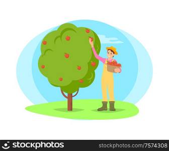 Farmer working in garden picking fruit from tree vector cartoon icon. Happy woman in hat and uniform plucking apples and put in basket, work on farm. Farmer Picking Fruit from Tree in Garden Cartoon