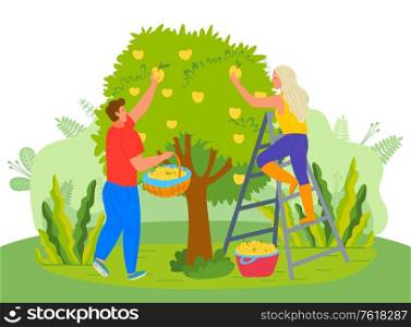 Farmers in garden vector, man and woman picking pears fruits in orchard. Farming people harvesting in summer, foliage and flora of countryside flat style. Pear Tree People Picking Fruits in Garden Farmers