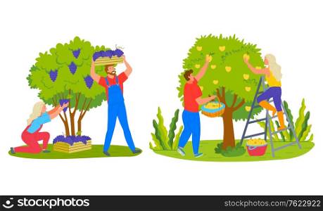 Farmers man and woman picking fruits, grapes in case, apples in basket. Harvesting products, people farming, female on stairs, green tree and bush vector. Harvesting Apples and Grapes, Agriculture Vector