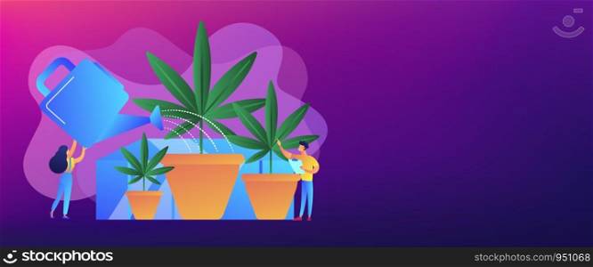 Farmers with watering can growing cannabis in pots. Cannabis cultivation, CBD cultivation business, sungrown indoors or greenhouse concept. Header or footer banner template with copy space.. Cannabis cultivation concept banner header.