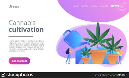 Farmers with watering can growing cannabis in pots. Cannabis cultivation, CBD cultivation business, sungrown indoors or greenhouse concept. Website vibrant violet landing web page template.. Cannabis cultivation concept landing page.