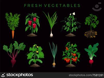 Farming organic vegetables set with editable images of natural plants with leaves and editable text vector illustration