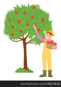 Farming woman picking apples in garden vector, isolated female wearing farm clothes and hat. Fruits gathering, harvesting season worker flat style. Pick apples concept. Flat cartoon. Woman Picking Apples, Isolated Female Character