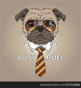 fashion portrait of busy pug