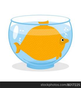 Fat fish in aquarium. Fat marine animal. Big goldfish.&#xA;
