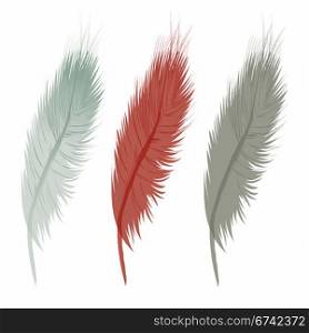 feathers on white background