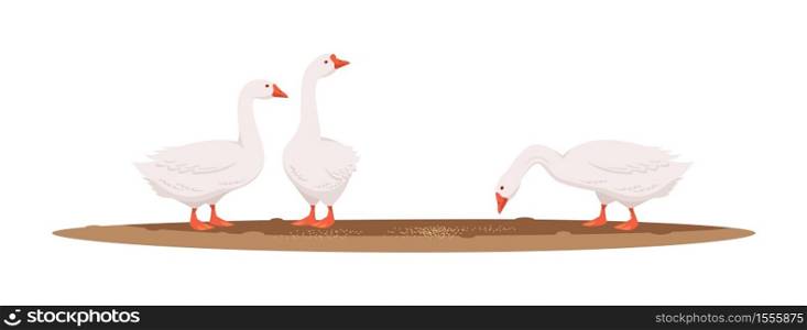 Feeding geese semi flat RGB color vector illustration. Countryside farmland poultry. Goose pose outside american ranch. Group of domesticated bird isolated cartoon animal on white background. Feeding geese semi flat RGB color vector illustration