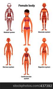 Female body. Human anatomy. Skeletal and muscular system, nervous and circulatory system, human digestive system. Human anatomy skeletal and digestive system. Vector illustration. Female body. Human anatomy. Skeletal and muscular system, nervous and circulatory system, human digestive system