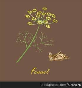 Fennel Flowers, leaves and seeds.. Fennel Foeniculum vulgare . Flowers, leaves and seeds. Vector illustration