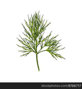 Fennel or dill herb isolated leafstalk branch hand drawn sketch. Vector green aromatic flavorful stem used in cookery, perennial green plant, annual herb in celery family Apiaceae, flavouring food. Dill herb or wild fennel branch isolated vector