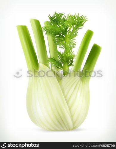 Fennel, vector object