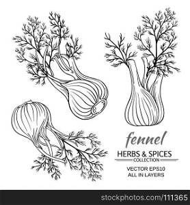 fennel vector set. fresh fennel vector set on white background
