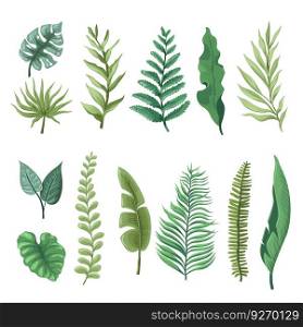 fern and banana plant foliage, isolated tropical and exotic leaves and decoration. Leafy fronds decoration and vegetation of seaside and beach, rainforest or botany orchard. Vector in flat style. Tropical leaves, fern and banana plant foliage