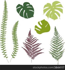 Fern and monstera silhouettes. Isolated on white background