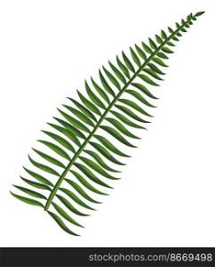 Fern branch. Ancient forest plant. Green tropic symbol isolated on white background. Fern branch. Ancient forest plant. Green tropic symbol