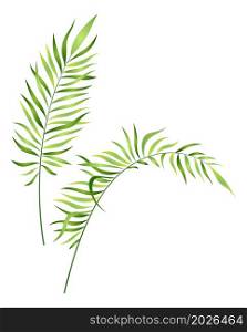 Fern foliage. Exotic green forest plant leaves isolated on white background. Fern foliage. Exotic green forest plant leaves